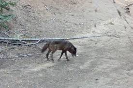 A gray wolf has entered Sequoia National Park for the first time in a century