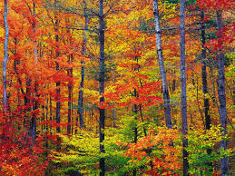 Resultado de imagen de Colores de otoño