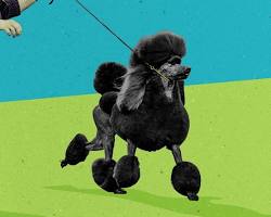 Image of Standard Poodle with a show haircut