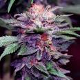Purple haze cannabis