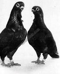 الحمام الغزار