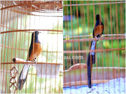 Hasil gambar untuk murai batu