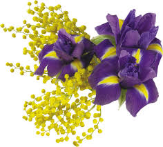 Résultat de recherche d'images pour "gifs fleurs mimosas"