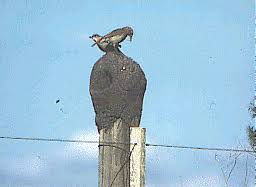 Resultado de imagen para fauna uruguaya