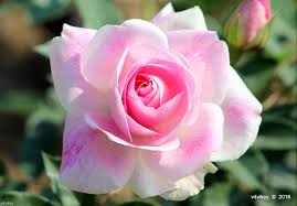 Image result for beautiful roses images