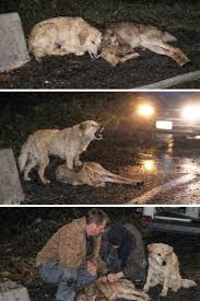 Eyes - "🐕🦌 The Dog Who Refused to Let the Deer Die Alone ...