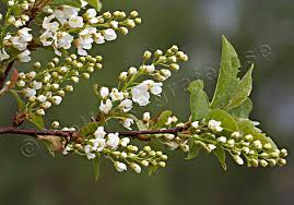 Bildresultat för blommande hägg
