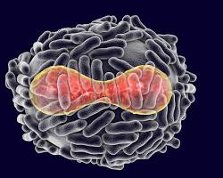 Image of variola virus