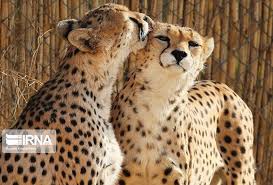 یوز خراسان شمالی؛ سرمایه‌ای در حاشیه گردشگری
