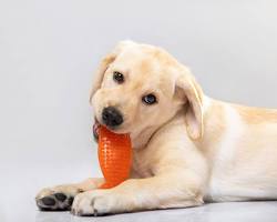 puppy chewing on a toyの画像