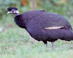 Image of Ayam Mutiara Crested (Guttera pucherani)