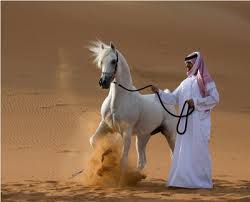 Image result for IRAN HORSES