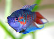 Akvarie fiskar