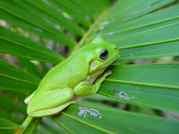 Image result for katak