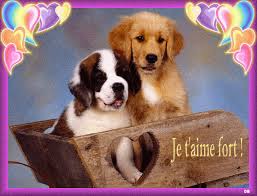 Résultat de recherche d'images pour "bon mercredi animaux"