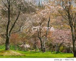 釧路町森林公園の桜の画像