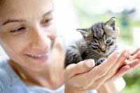 Some cats don&#39;t like being picked up, and the earlier you get your kitten used to it, the better. A lot of people unknowingly teach their kitten bad habits. - img_Handling_Kittens