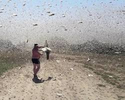 Image of bugs falling from the sky