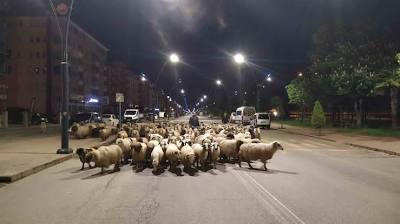 Doğu Karadeniz'de sürüler yaylalara çıkmaya başladı İhlas Haber Ajansı