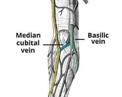 Image of Cephalic vein anatomy