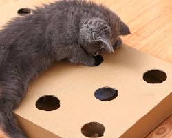 cat playing with a homemade toyの画像