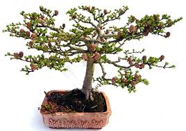 30 Jahre alte Bonsai-Lärche von Knuth Groschupf