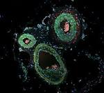 Chemische Analysen von Lebensmitteln, Futtermitteln und