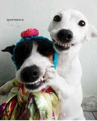 Myndaniurstaa fyrir smiling dogs