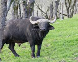Image of Cape buffalo