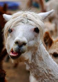 Image result for crazy animals