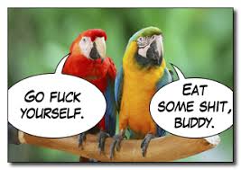 parrots sitting nest to each other