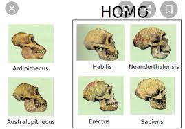 Cráneos, proceso de Hominizacion