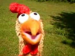 Image result for funny chickens