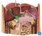 Arterielle Hypertonie und ihre Behandlung von DrEd