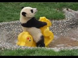 Image result for panda