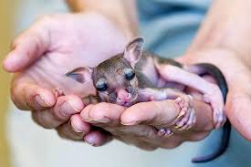 Image result for baby kangaroo just born