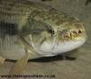 Wolf fish (Hoplias malabaricus) - The Tropical Tank