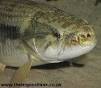 Wolf fish (Hoplias malabaricus) - The Tropical Tank