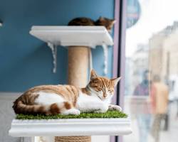 bustling cat adoption fair with people and cats interacting in a warm, inviting spaceの画像