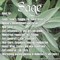 Sage Benefits Information (Salvia Officinalis) - Herbwisdom