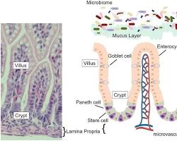 Image of Paneth cells in the intestinal crypt