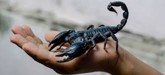 Image result for images of scorpions