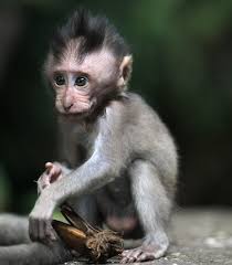 Image result for MONKEYS