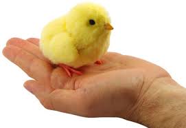 Image result for baby chicken pictures