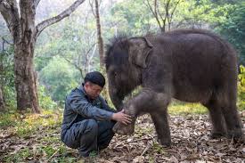 Xu Yunfeng Wildlife Conservation Worker Checks Editorial ...