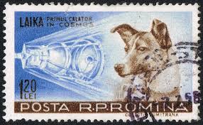 Image result for first animal in space laika