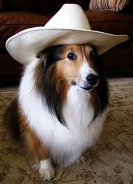 Image result for animals in cowboy hats