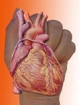 Kết quả hình ảnh cho diện chẩn