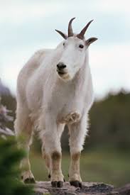 Image result for GOAT