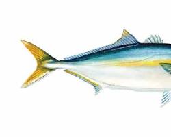 Image of Yellowtail fish